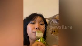 Golden shaded cat enjoys owner's mung bean ice cream