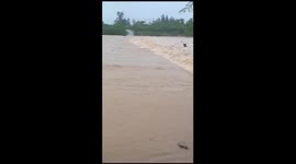 Kutch: Dramatic video shows cattle washed away in flood water