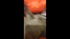 Baby Raccoon rescued from construction :)