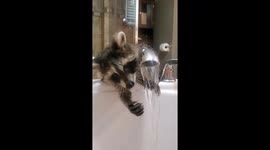 Raccoon takes bath 