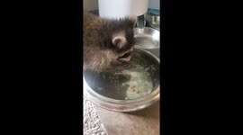 Nero the raccoon being cute 