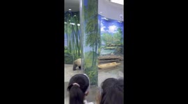 Panda falls from rowing boat while eating carrots at zoo