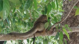 Wild dusky leaf monkey with its newborn baby