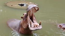 Big mouth hippo showing off its teeth to zoo-goers