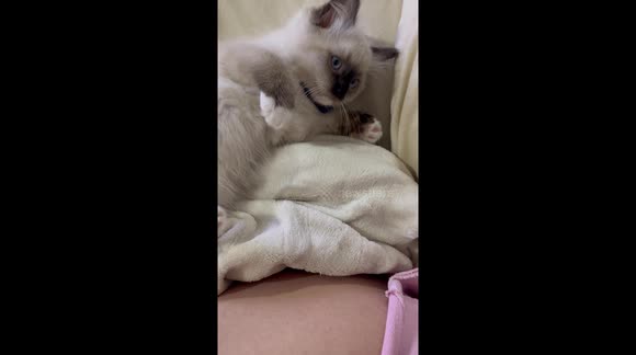 HELLO WORLD! I WANT EVERYONE TO KNOW, IM ELEVEN WEEKS OLD!!!