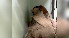 Australia: Monkey Builds Nest to Shelter from Rain