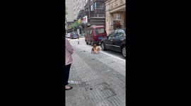 Teddy dog teaches Corgi dog tap dance on Chinese streets