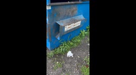Helpless raccoons look up to caring woman to rescue them from dumpster
