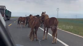 Protective adult horses spotted blocking road for playful foal in China