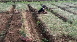 Shallot Harvest in Bantul Regency, Yogyakarta, Indonesia on July 24, 2024