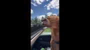 temp