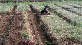 Shallot Harvest in Indonesia