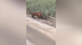 Worker has head torn off by tiger at oil palm plantation in Indonesia