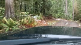 Almost getting by a massive tree while driving home from work. Massive January windstorm, branches from the tree hit the truck. One second late I would’ve been crushed.