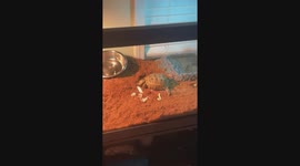 this is my Russian tortoise, he has an unknown age but is most likely around the age of 6 1/2. This is a video of him eating lettuce the first day i got him!! enjoy! 