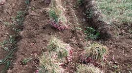 Indonesia: A farmer harvests shallots in Nawungan Hamlet, Selopamioro Villag