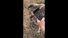Lizard bites cat's ear in Araucania