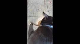 Man ditches work to become poor chipmunk's last hope against grumpy cat