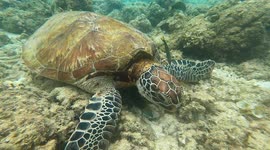 Snorkelling with sea turtles and sardines in the Philippines