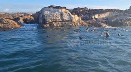 Seals lounging and swimming around Seal Island, Mossel Bay, Sout Africa.