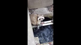 Leo's fishing raccoon