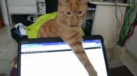 Cat disturbs working from home during Coronavirus and fights with pen