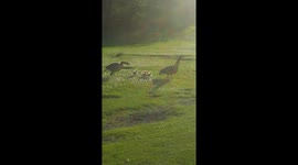 The Goslings Dodge a Labrador