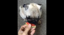 Pug puppy eats watermelon