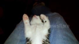 Dreaming kitten wakes up and covers her eyes