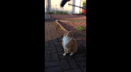 Neighbour's cat loved cat teaser too much to scare himself away