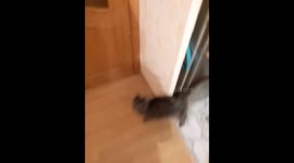 Happy cat when owner comes home