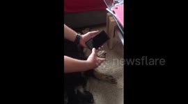 Dog can unlock owner's iPhone with pawprint