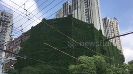 上海一大楼满墙爬山虎化身绿色城堡