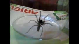 Jumping Spider found on Sofa