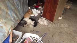 Puppies caught napping in pile of rubbish, they created