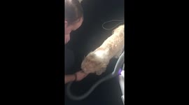 Dog playing with hoover