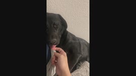 She was sleeping peacefully with her tongue out of her mouth so I decided to see if I could wake her up by pulling on her tongue, pretty long!