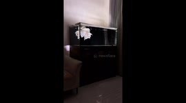 Ethereal butterfly koi captivates in China