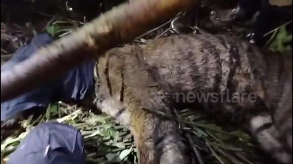 Sumatran tiger found dead in boar trap in Indonesia