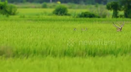 Milu deer spotted grazing in paddy fields amid flood season