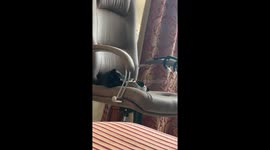 Cat and squirrel nap together in Ukraine