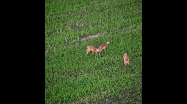 Wildlife Shots in the Saint-Armand Quebec area. Where the deer population is plentiful!!