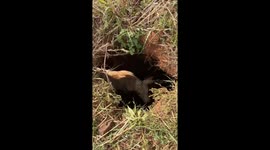 Calf found stuck in sinkhole in Leedey, Oklahoma