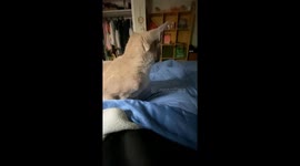 Girl can't contain laughter as her playful feline friend makes big oops