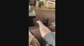 Spicy Void Cat Pounces