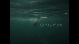 working with these animals is truly a blessing and having my best shots tucked away and now to share Mossel Bay and its prime with sharks