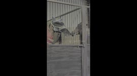 4 y/o horse acts like a total menace while helping big brother get his fly mask off