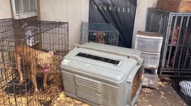 Police uncover drug trafficking and dog fighting ring in Florida