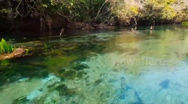 Brazil: Sanctuary with the most transparent rivers in the world