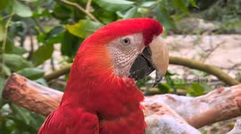 Honduras: The scarlet macaw is on the verge of extinction
